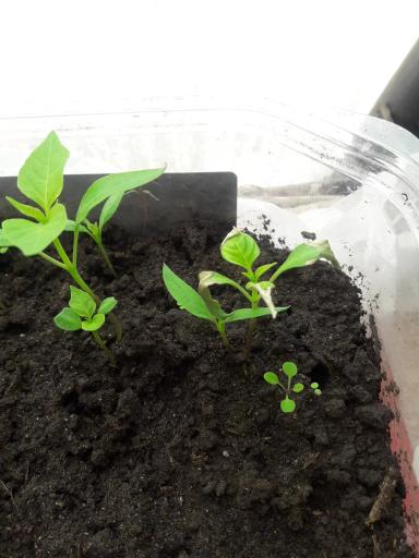 Проблема продолжается...