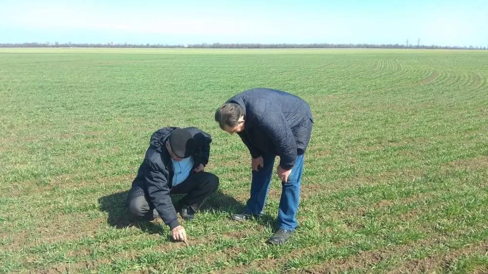 «СовЭкон» понизил прогноз производства пшеницы в РФ на фоне погодных аномалий