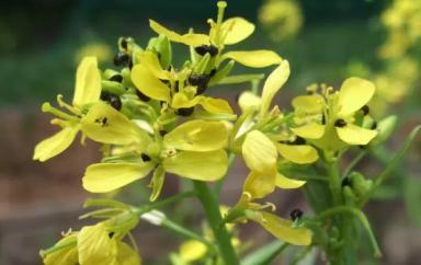 Рапсовый цветоед