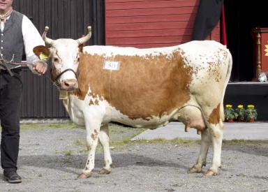Telemarkfe