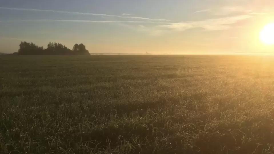 Сколько будет стоить зерно в этом году?