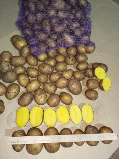Картофель свежий РБ от производителя