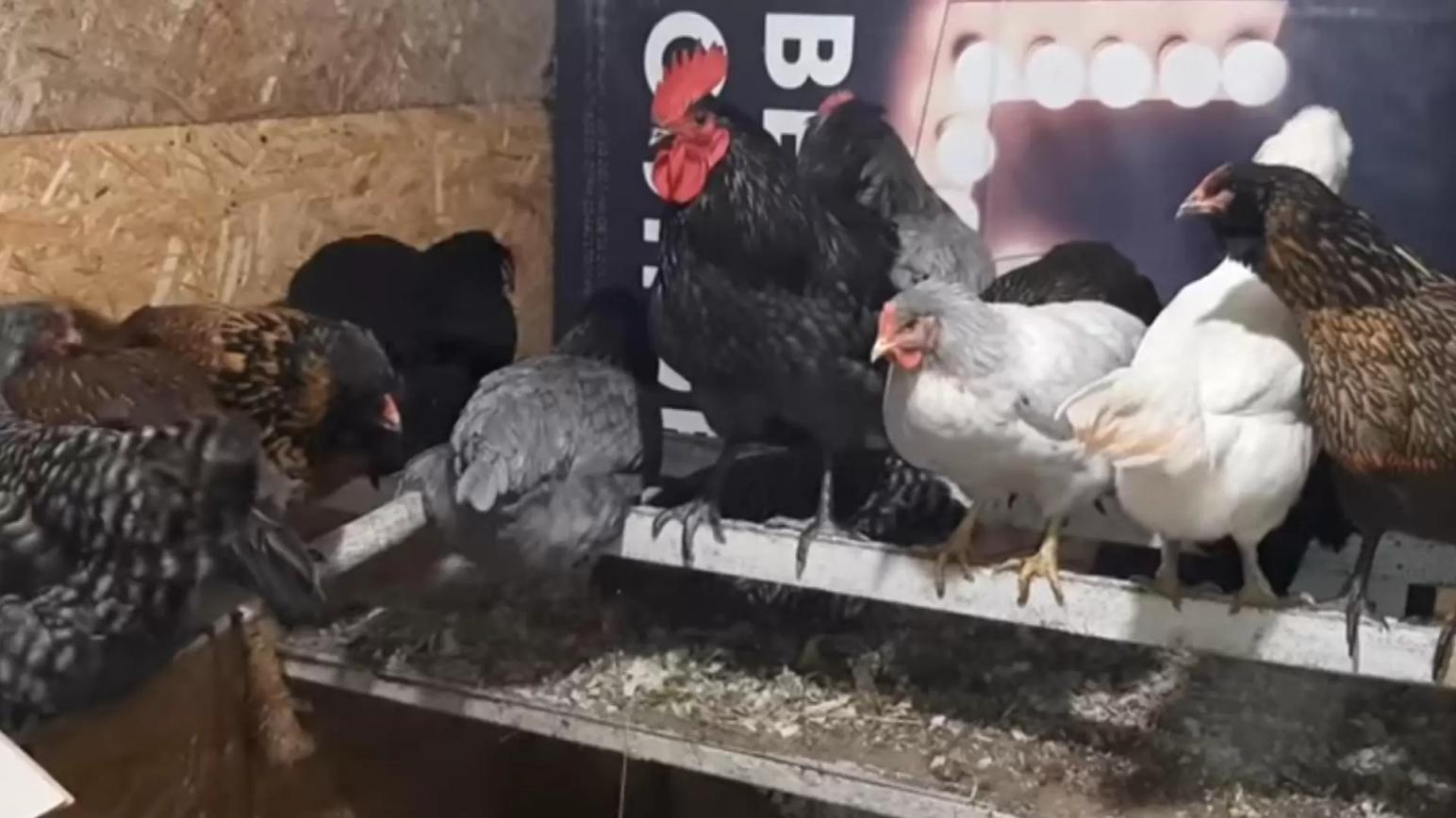 Я живу в деревне!