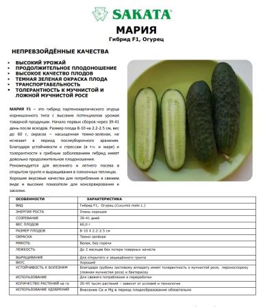 Мария F1 (MARIA)