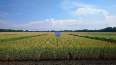 Триада сорт пшеницы твердой яровой