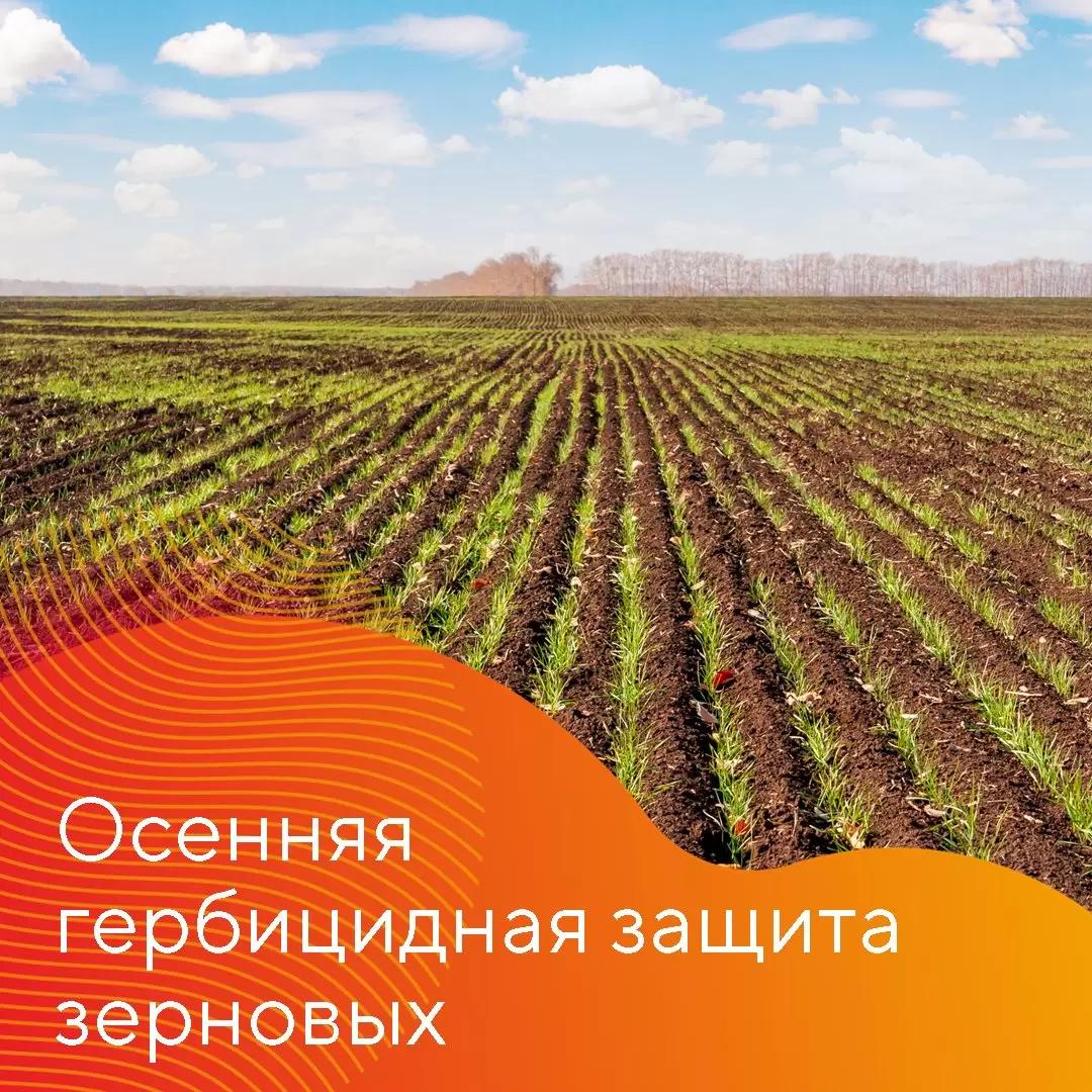 Как очистить поля озимых зерновых с осени?