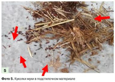 Методы борьбы с вредоносными насекомыми на животноводческих комплексах