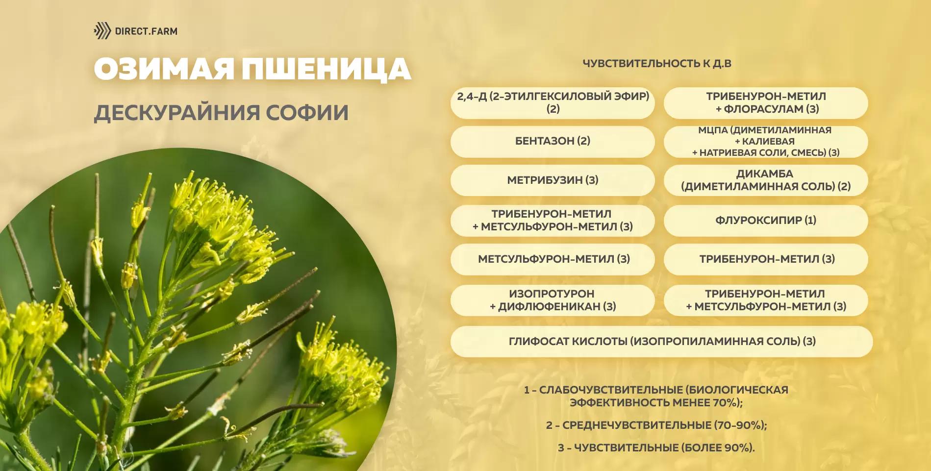 Шпаргалка чувствительности дескурайнии Софии к д.в. гербицидов