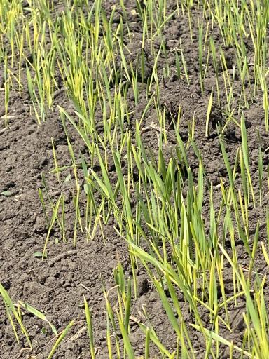 Всходы яровой пшеницы