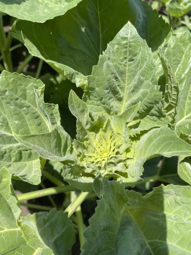 Болезнь подсолнечника