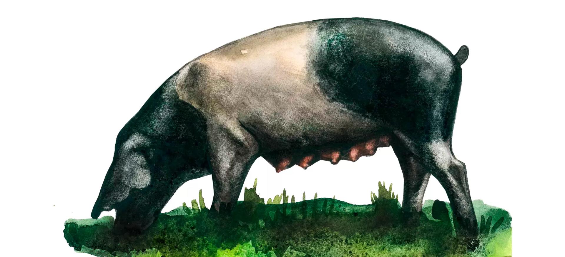 Ангельнская (англерская) порода свиней