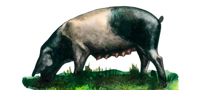 Ангельнская (англерская) порода свиней