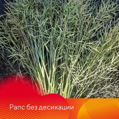 Особенности десикации культур