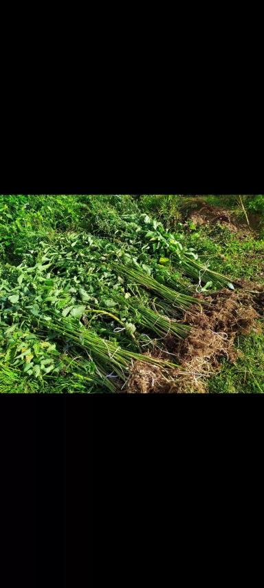 Крапива для курочек-несушек