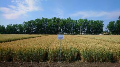 Табор сорт мягкой озимой пшеницы