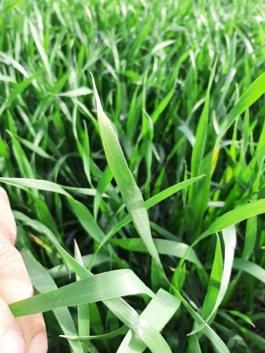 Агромониторинг