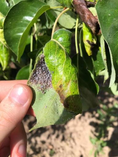 Что за вредители на яблоне?