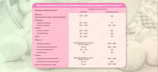 Стратификация семян плодовых культур