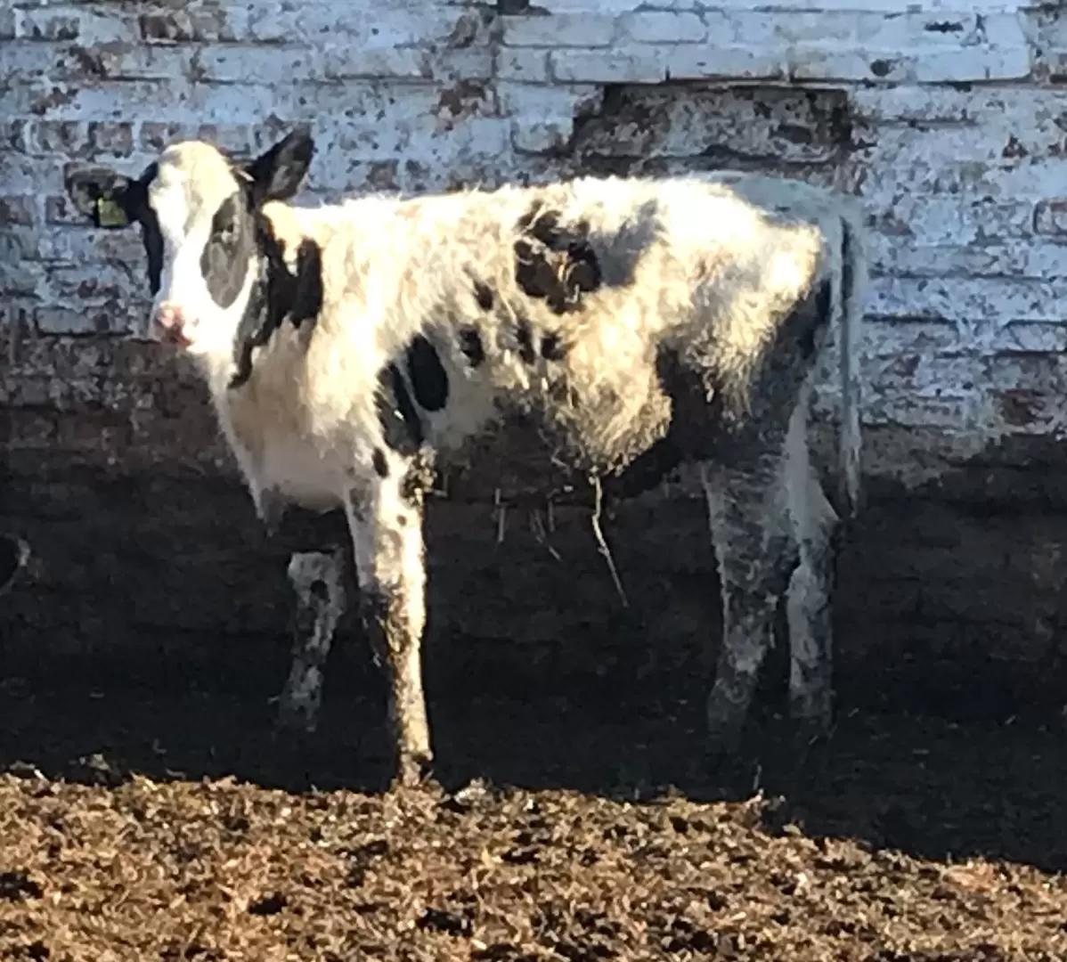 Осень! Уже? Насколько комфортно нашим телятам?