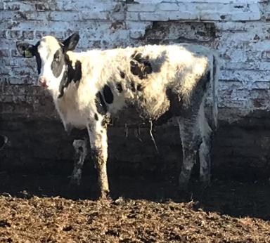 Осень! Уже? Насколько комфортно нашим телятам?