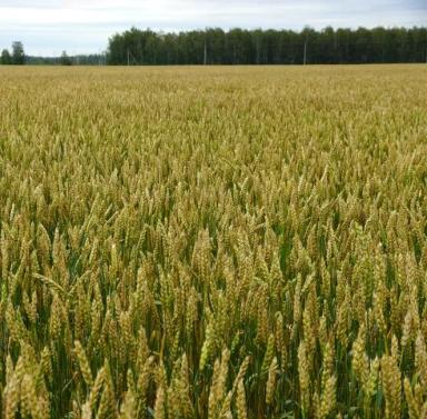 Уралосибирская