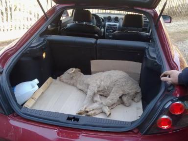 Изъятие скота: защита от эпидемий или удар по хозяйству?