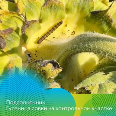 Коллайдер® против чешуекрылых вредителей