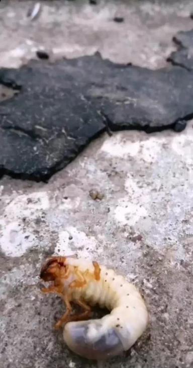 Агромониторинг