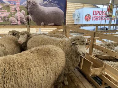 Советская мясошерстная порода овец 