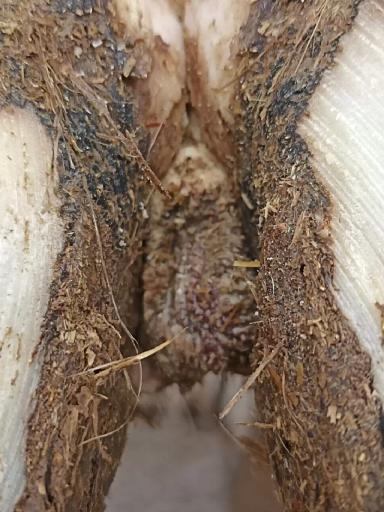 Схема лечения пальцевого дерматита