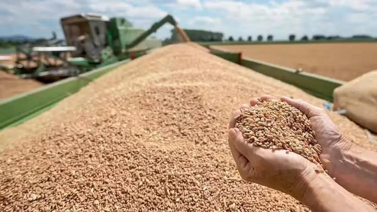 Злочевский: Восстановление цен на пшеницу произойдет не раньше следующего сезона