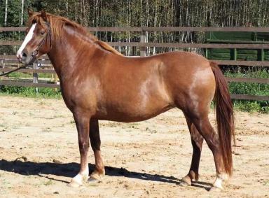 Эстонская порода лошадей (клеппер)