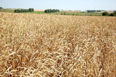 ИТОГИ ОСЕННЕ ПОСЕВА 2020 г. озимой пшеницы сорта «Скипетр»_КФХ Неживилов А.Н.