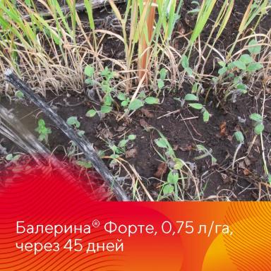 Борьба с падалицей подсолнечника