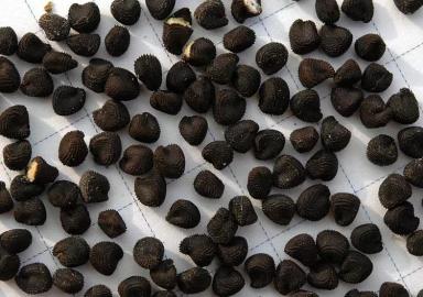 Куколь посевной, обыкновенный