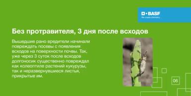 Эффективность ПОНЧО® против листогрызущих вредителей