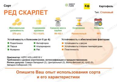 Ред Скарлетт картофель