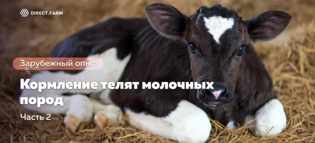 Кормление телят молочных пород. Часть 2. Качество молозива