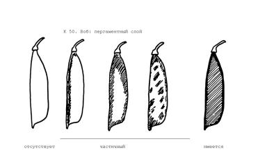 Методика испытания на отличимость, однородность и стабильность гороха