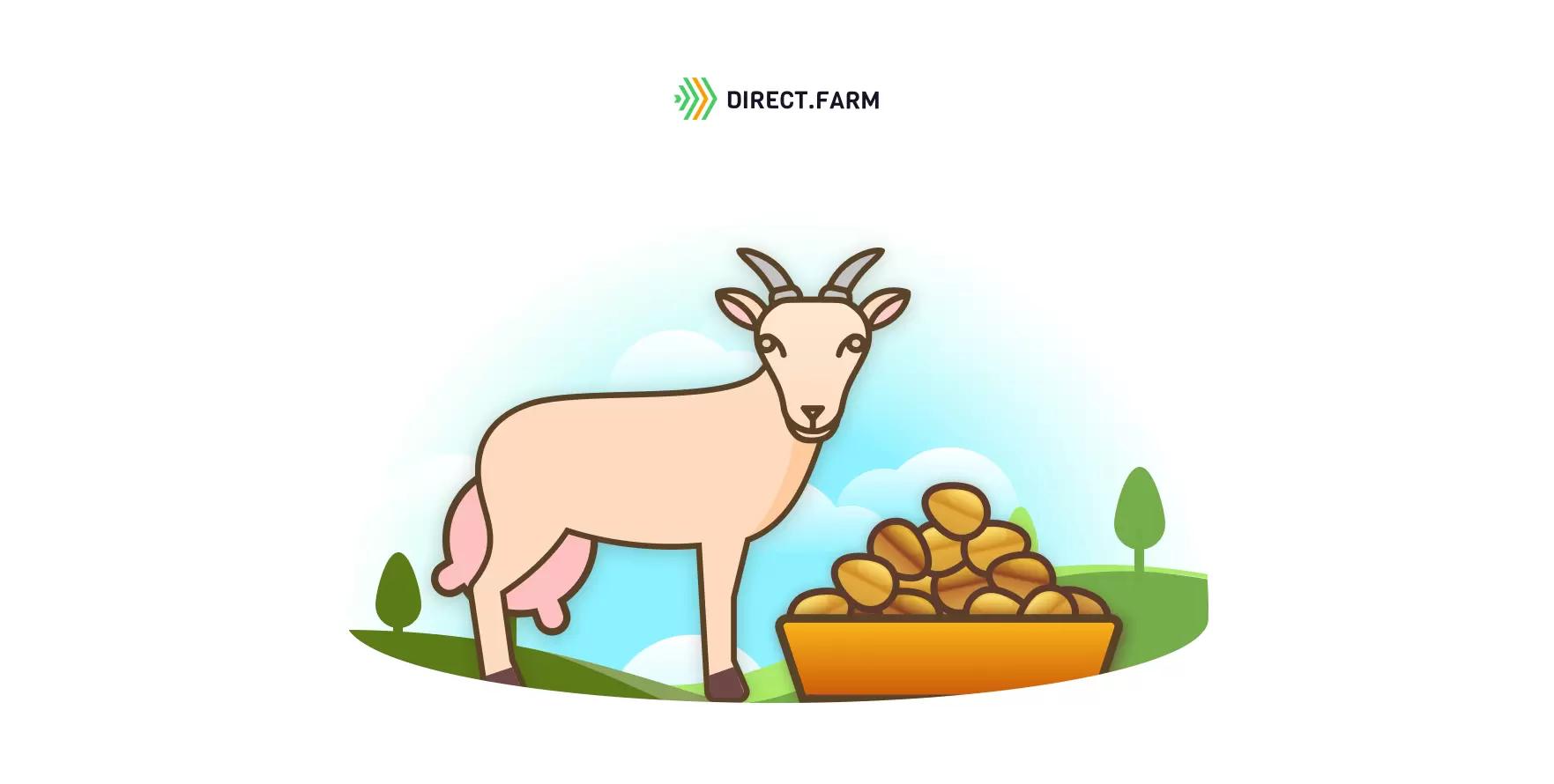 Последствия высокого содержания жира в зерносмеси для коз