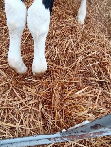 Врожденная контрактура у телят.