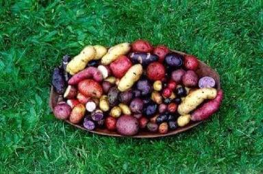 Мой друг Густаво