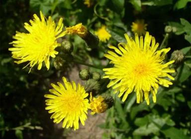 Осот полевой