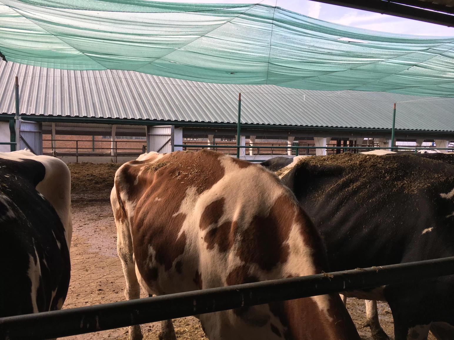 Новости с фермы