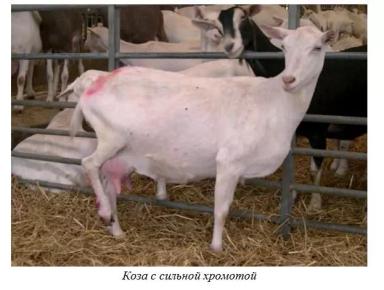 Харвуд – "Ветеринарное руководство по здоровью и благополучию коз". Гл. 13, ч. 1