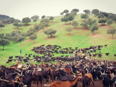 Верата - порода коз