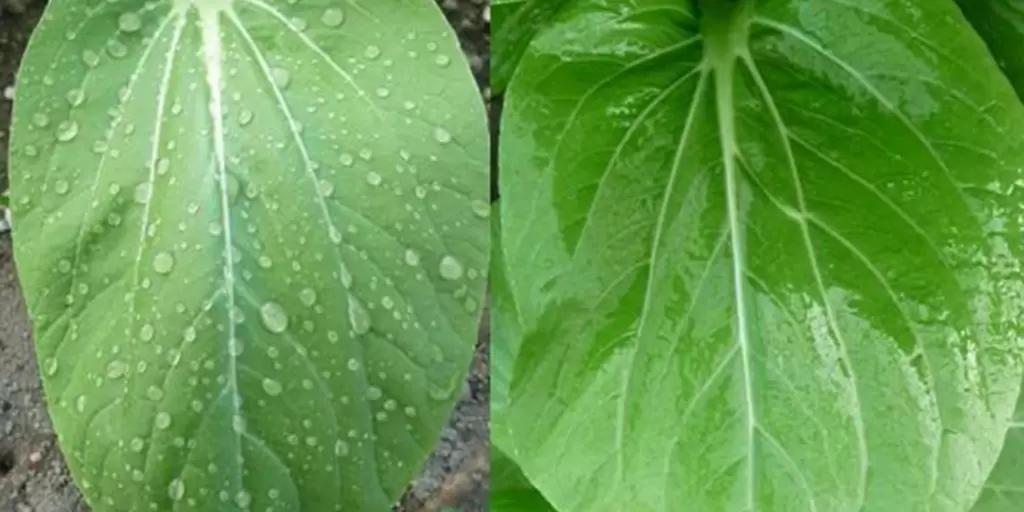 Биолипостим – прилипатель, смачиватель и пленкообразователь решает все вопросы!