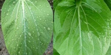 Биолипостим – прилипатель, смачиватель и пленкообразователь решает все вопросы!