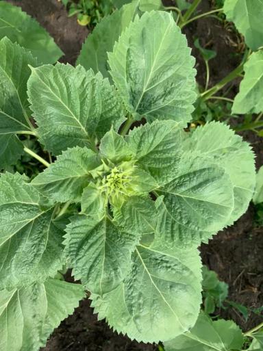 Дефицит какого элемента у подсолнечника?