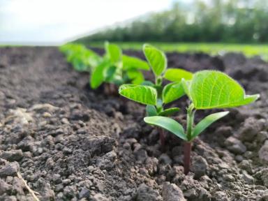 Эффективность обработки семян сои микробиологическим комплексом препаратов BIONA